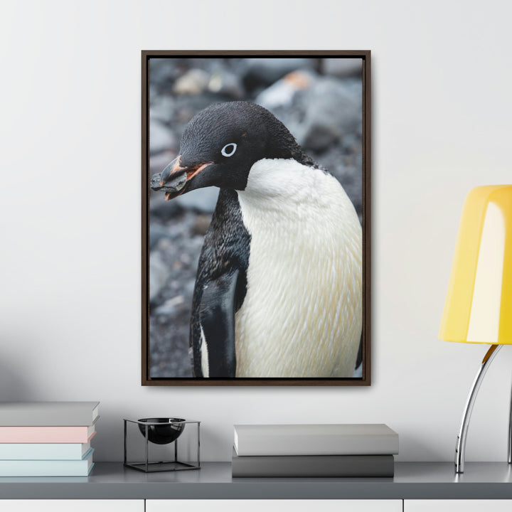 A Penguin's Pebble - Canvas with Frame