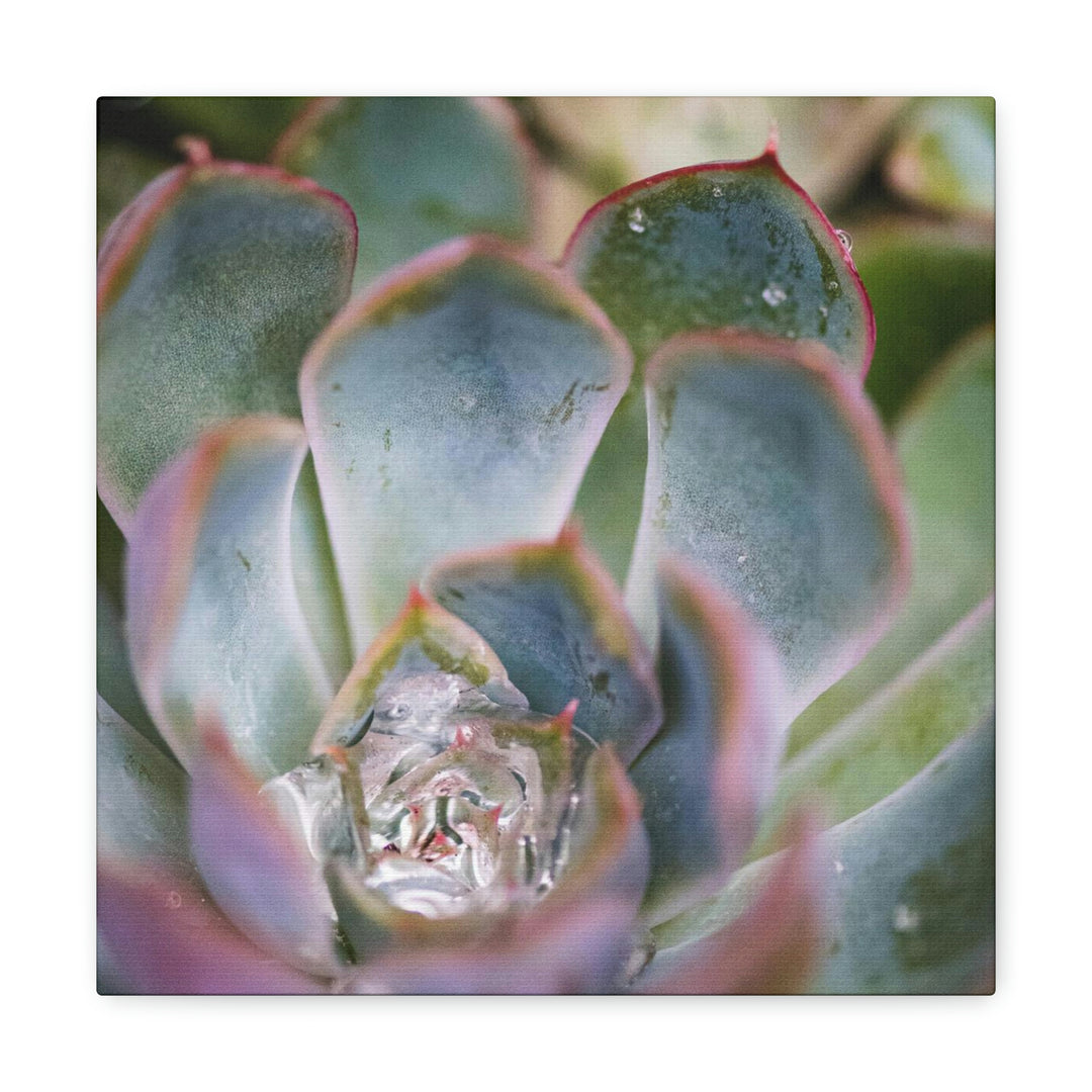 Stunning Succulent - Canvas