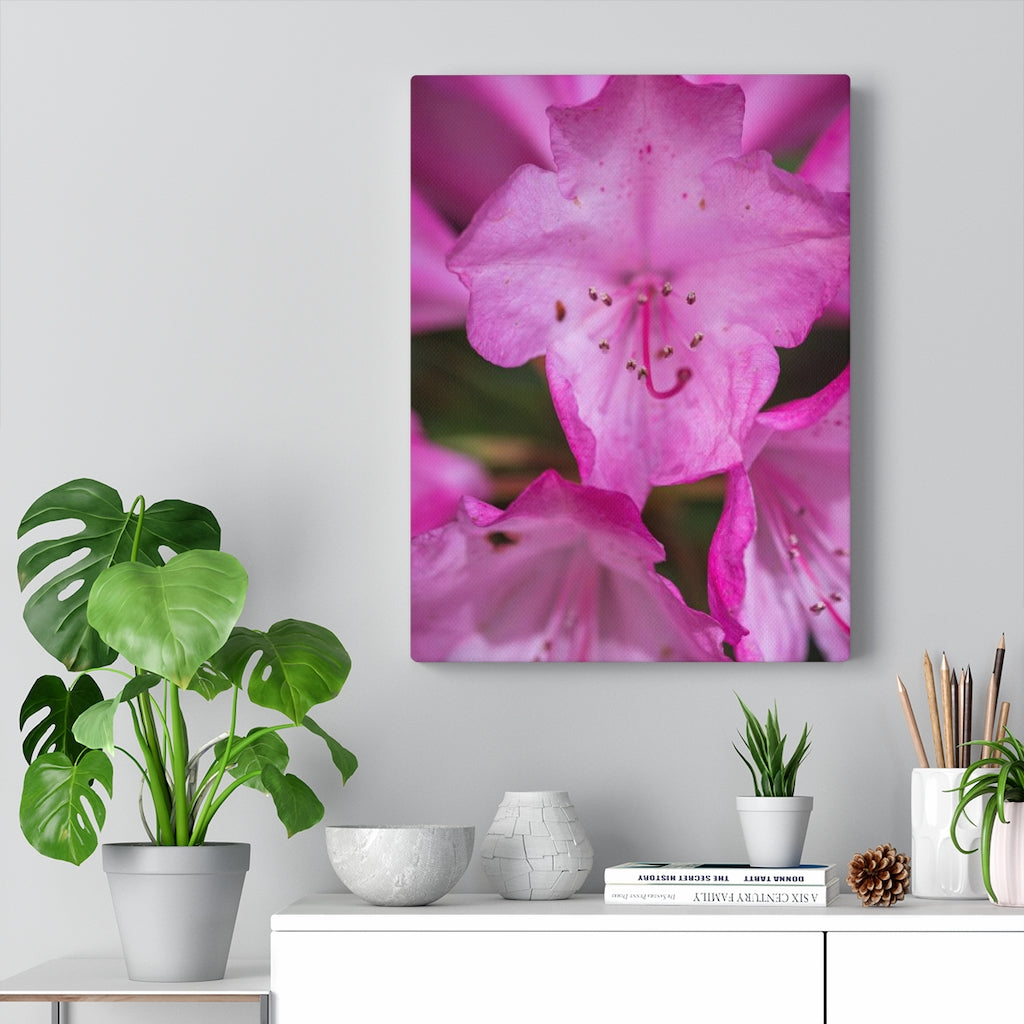 Soft Pinks - Canvas