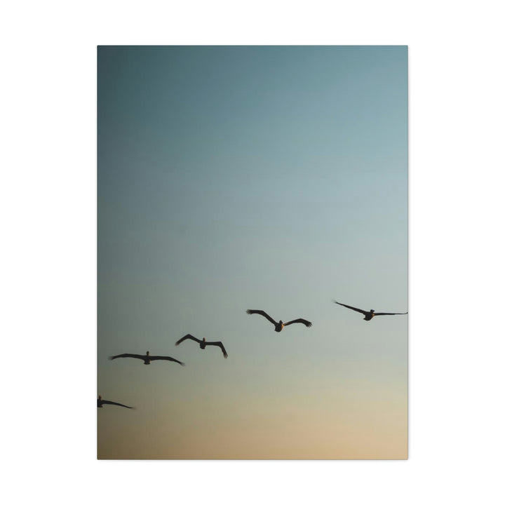 Brown Pelicans in Flight - Canvas