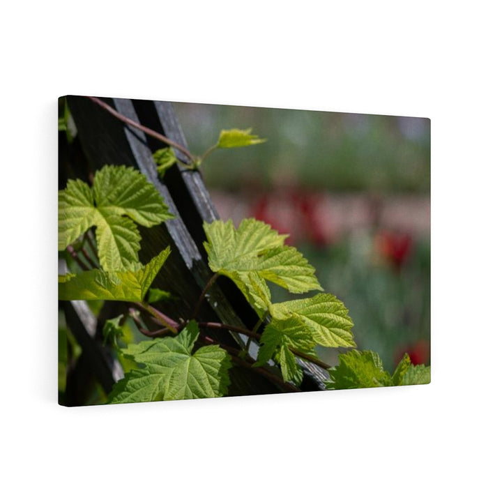 Ivy-Covered Fence - Canvas