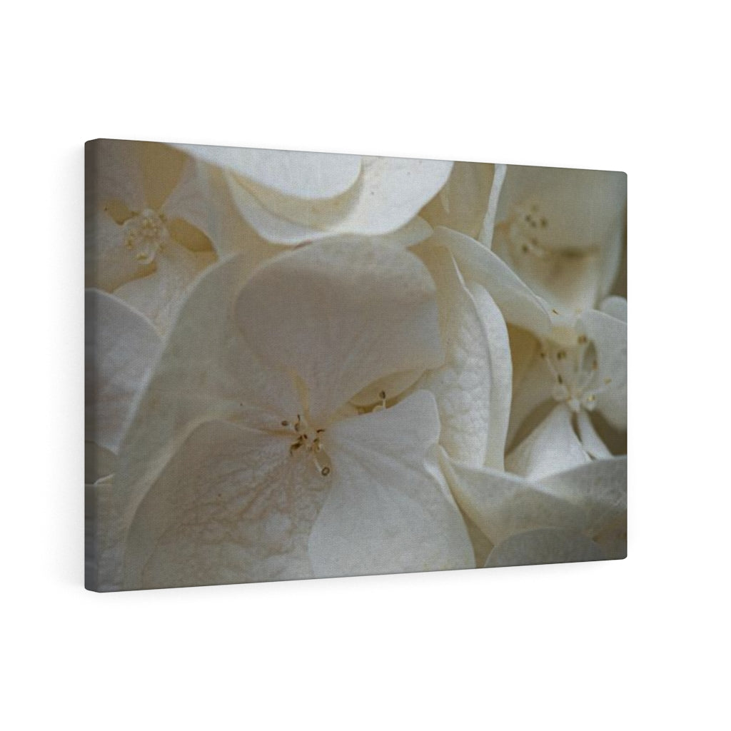 White Hydrangea Detail - Canvas