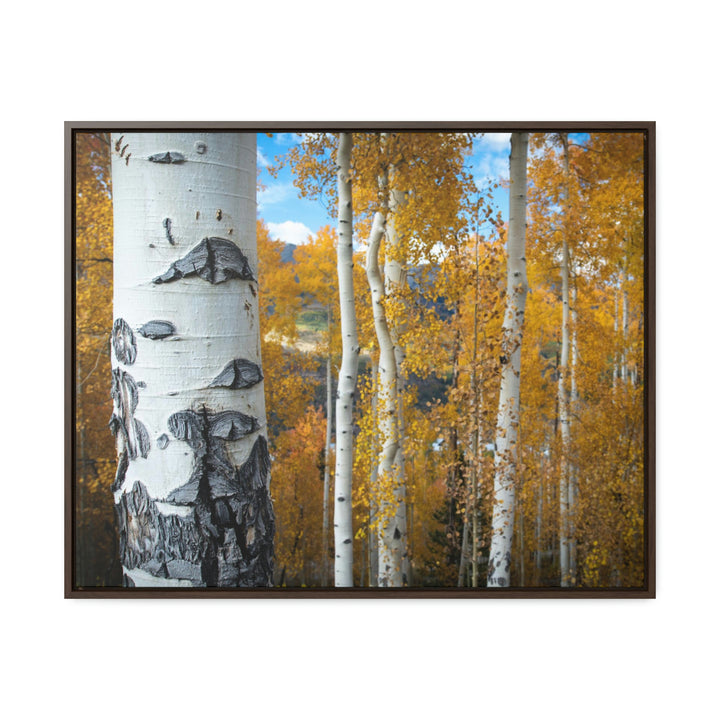 Aspens Changing - Canvas with Frame