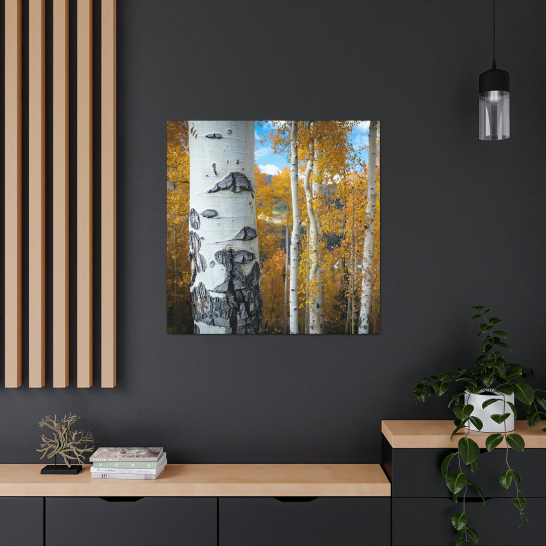 Aspens Changing - Canvas