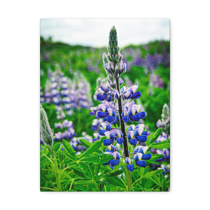 Glowing Lupin - Canvas