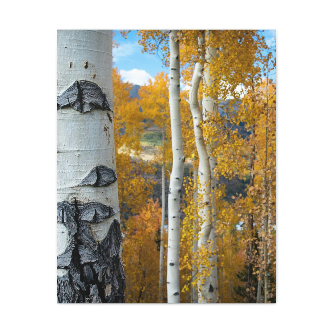 Aspens Changing - Canvas