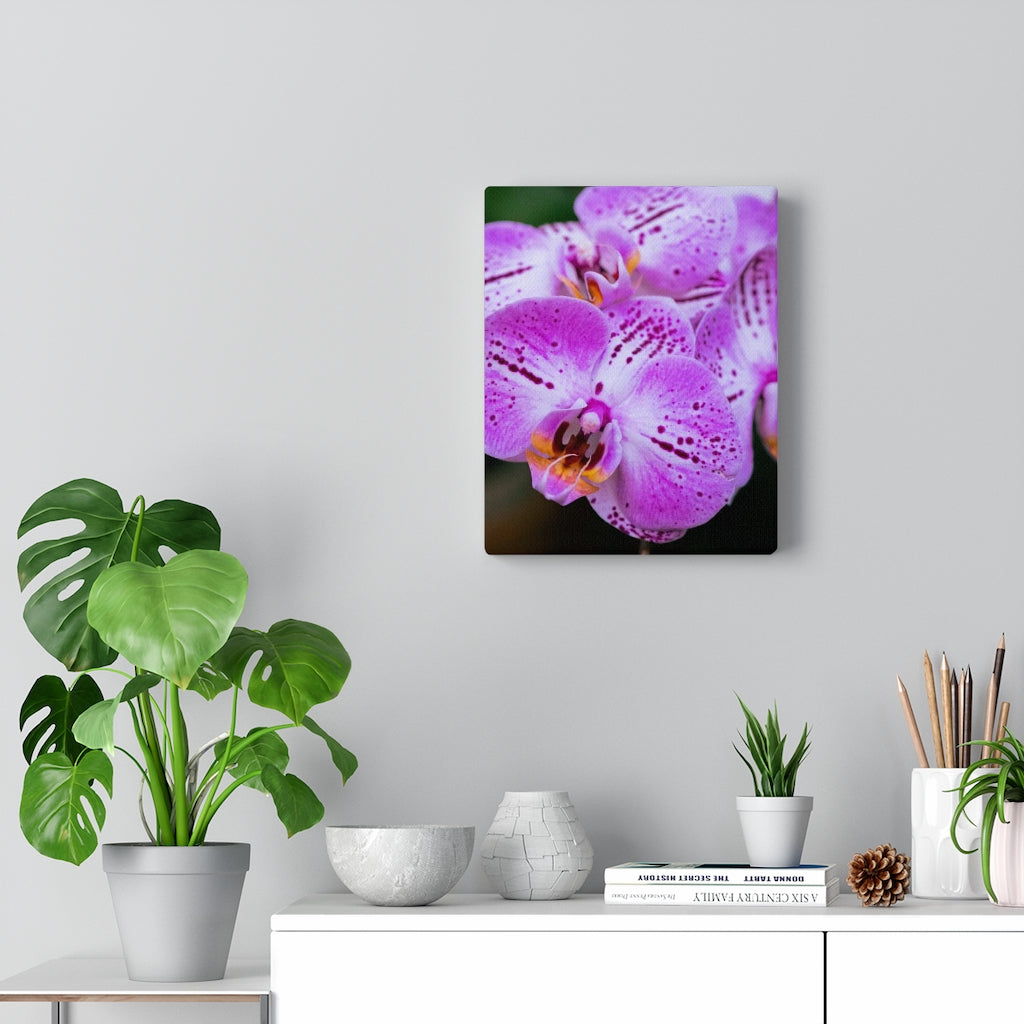 Orchid in Pink - Canvas