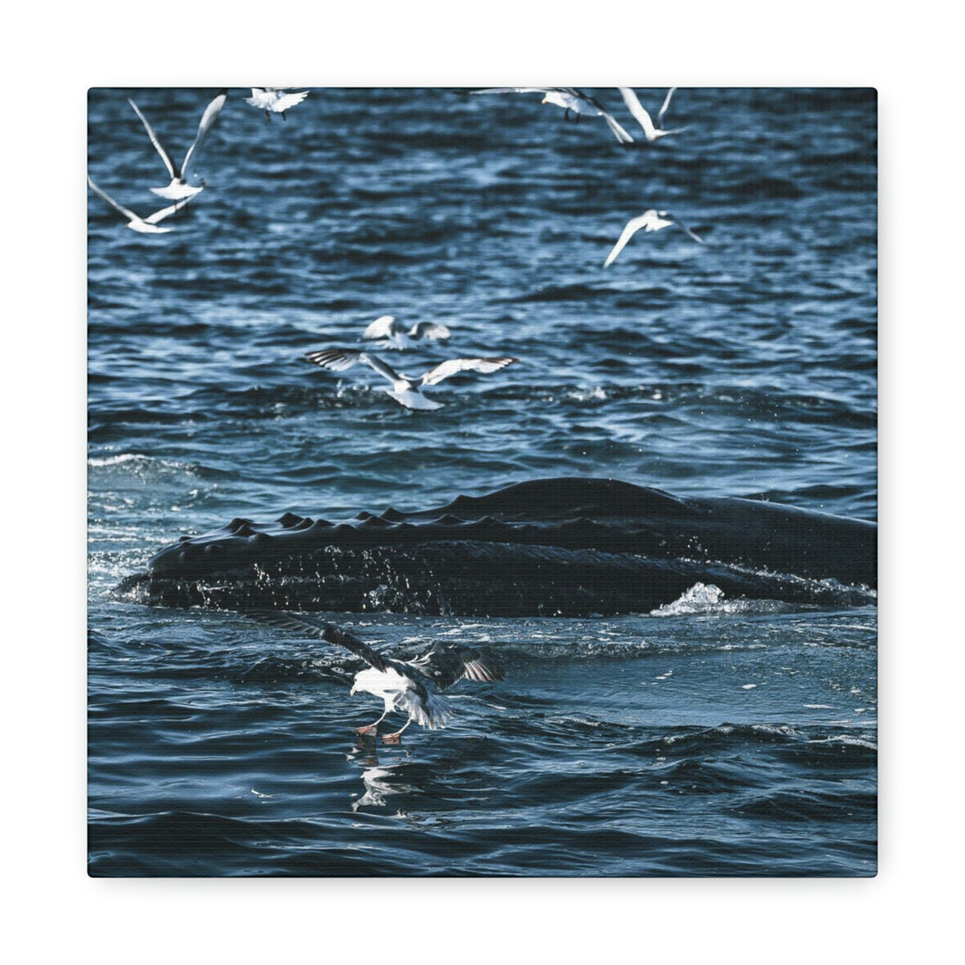 Humpback Hello - Canvas