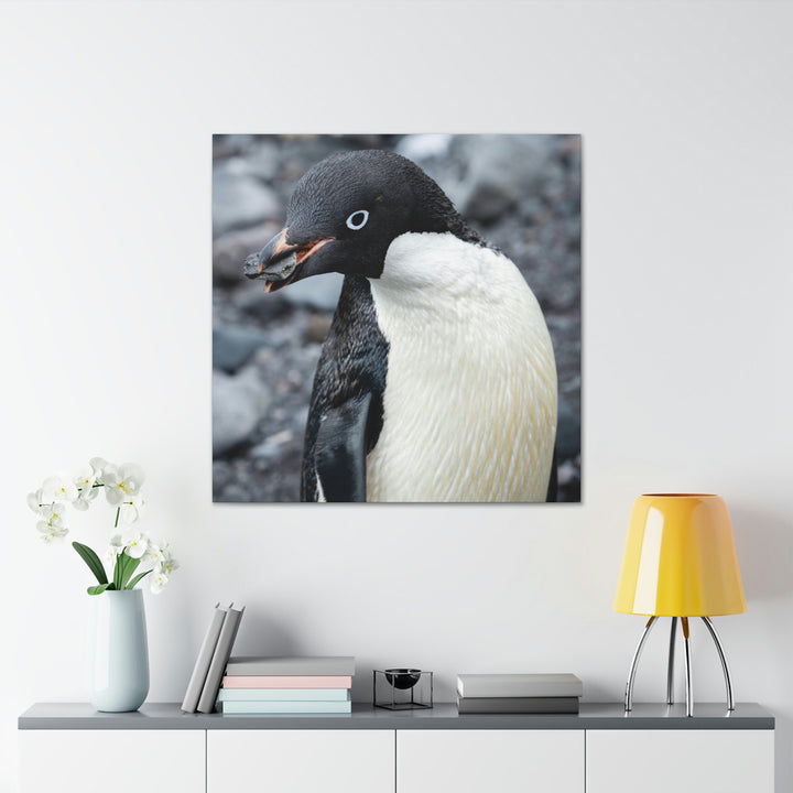 A Penguin's Pebble - Canvas