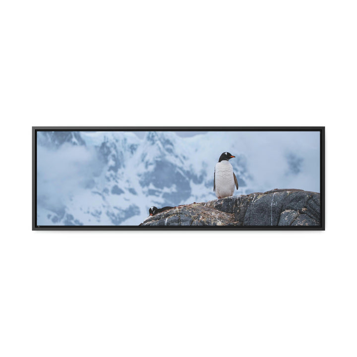 Poised Penguin - Canvas with Frame