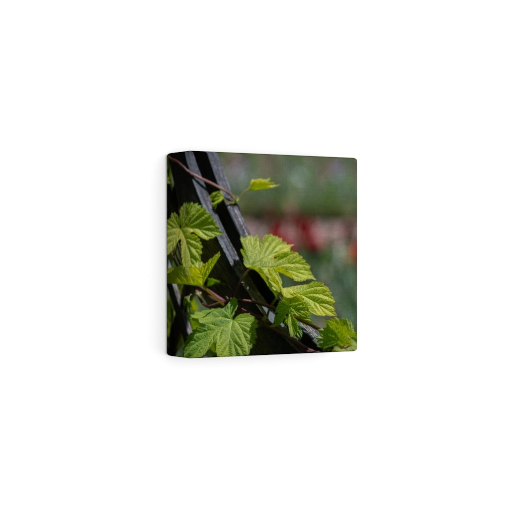 Ivy-Covered Fence - Canvas