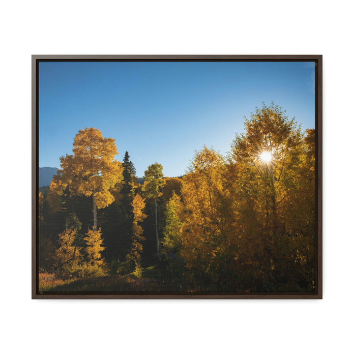 Sun Through the Aspens - Canvas with Frame