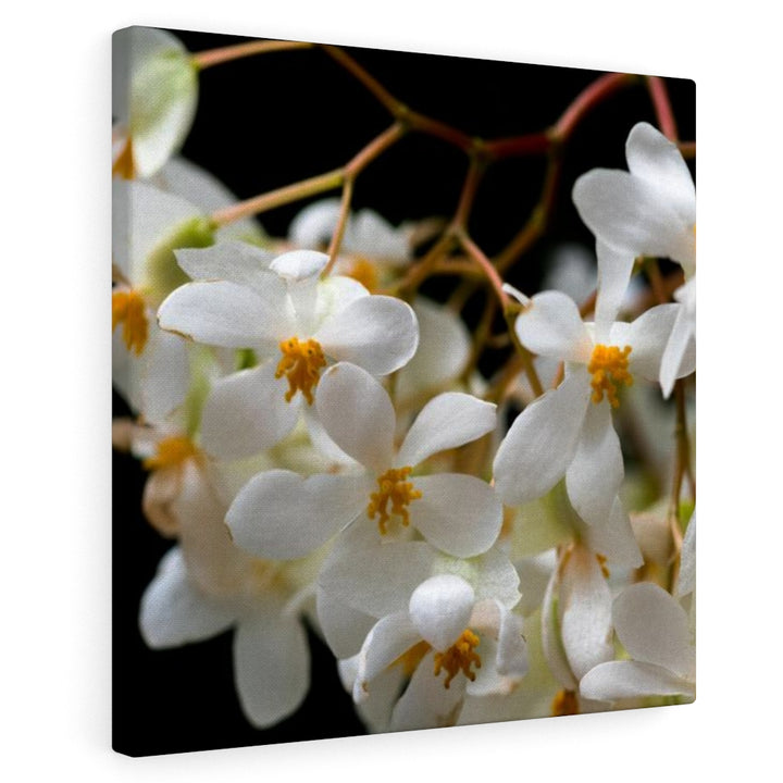 Floral Network - Canvas