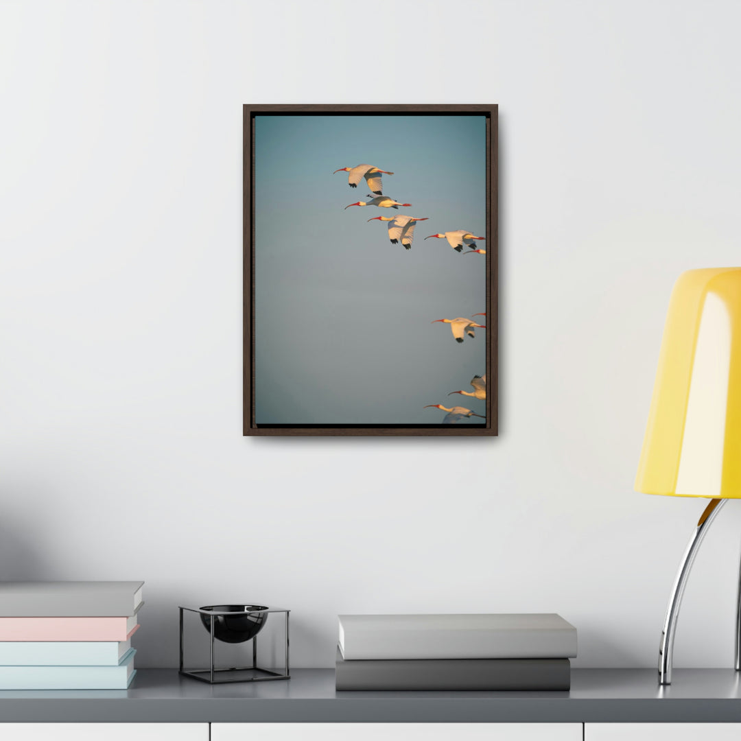 White Ibis in Flight - Canvas with Frame