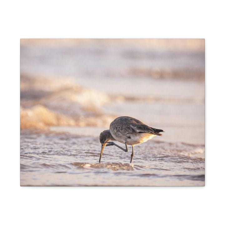 Willet Itch - Canvas