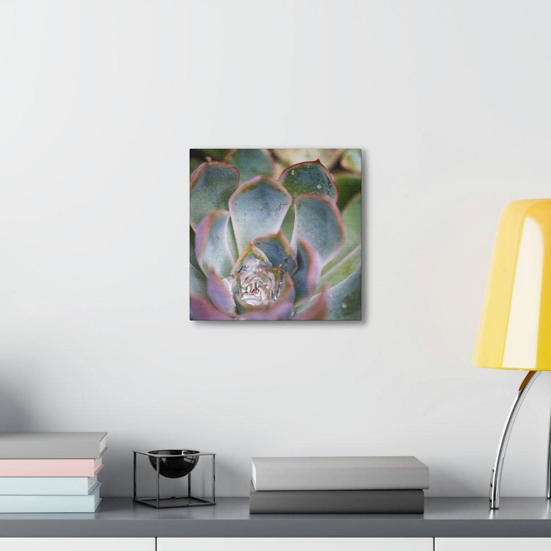 Stunning Succulent - Canvas