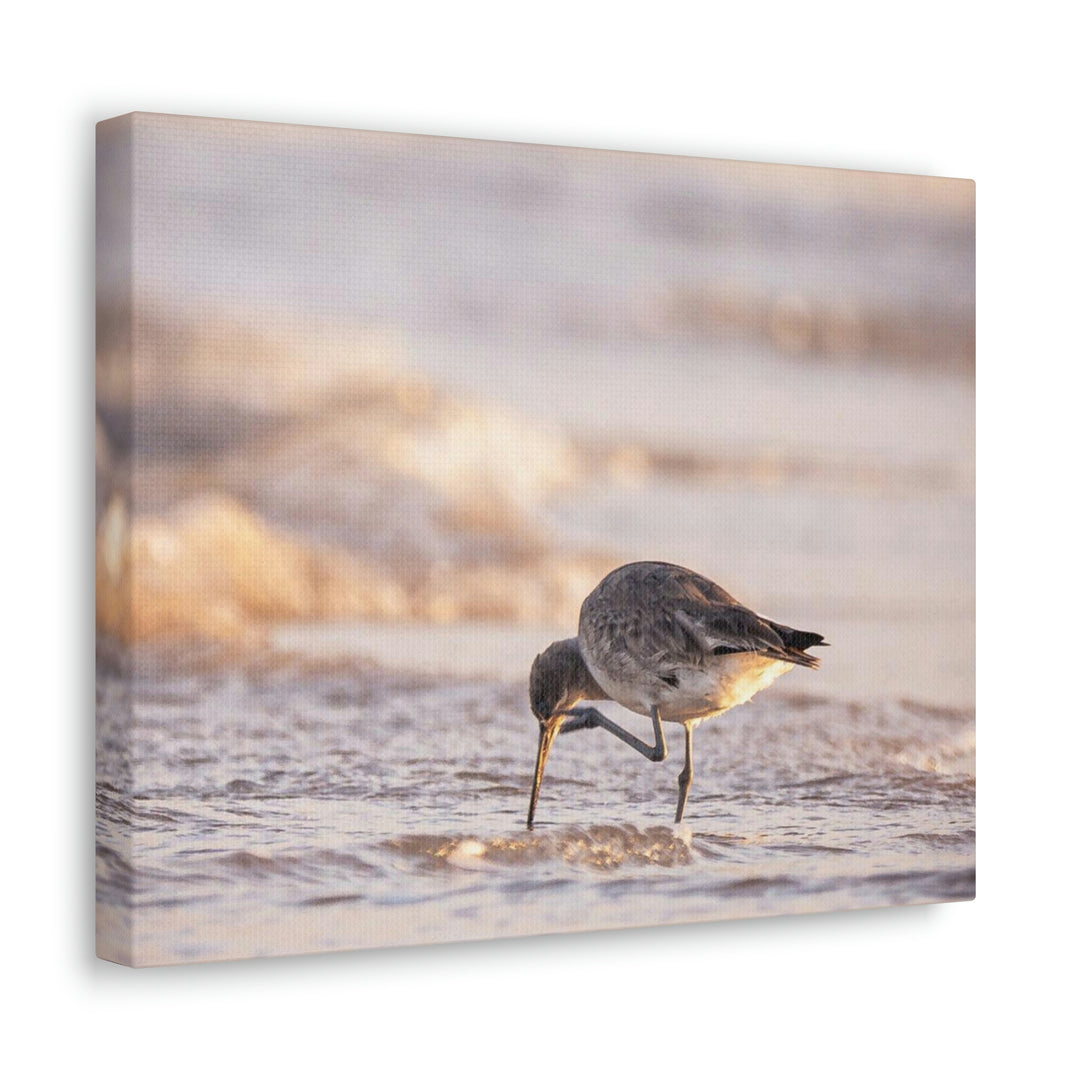 Willet Itch - Canvas