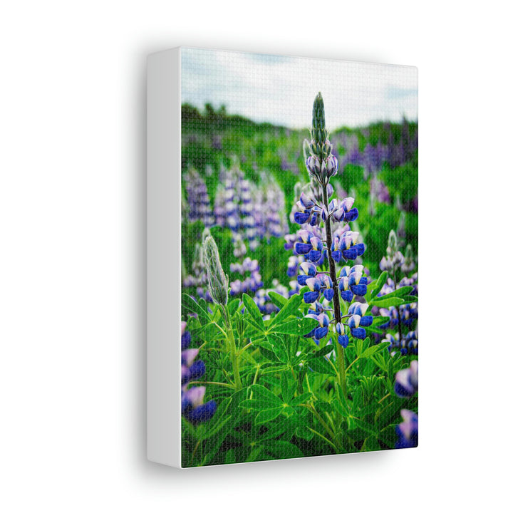 Glowing Lupin - Canvas