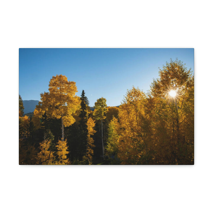 Sun Through the Aspens - Canvas