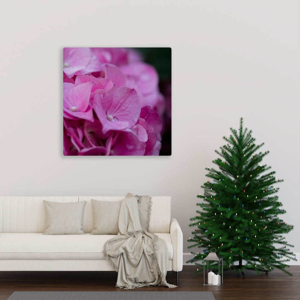 Pink Hydrangea Detail - Canvas