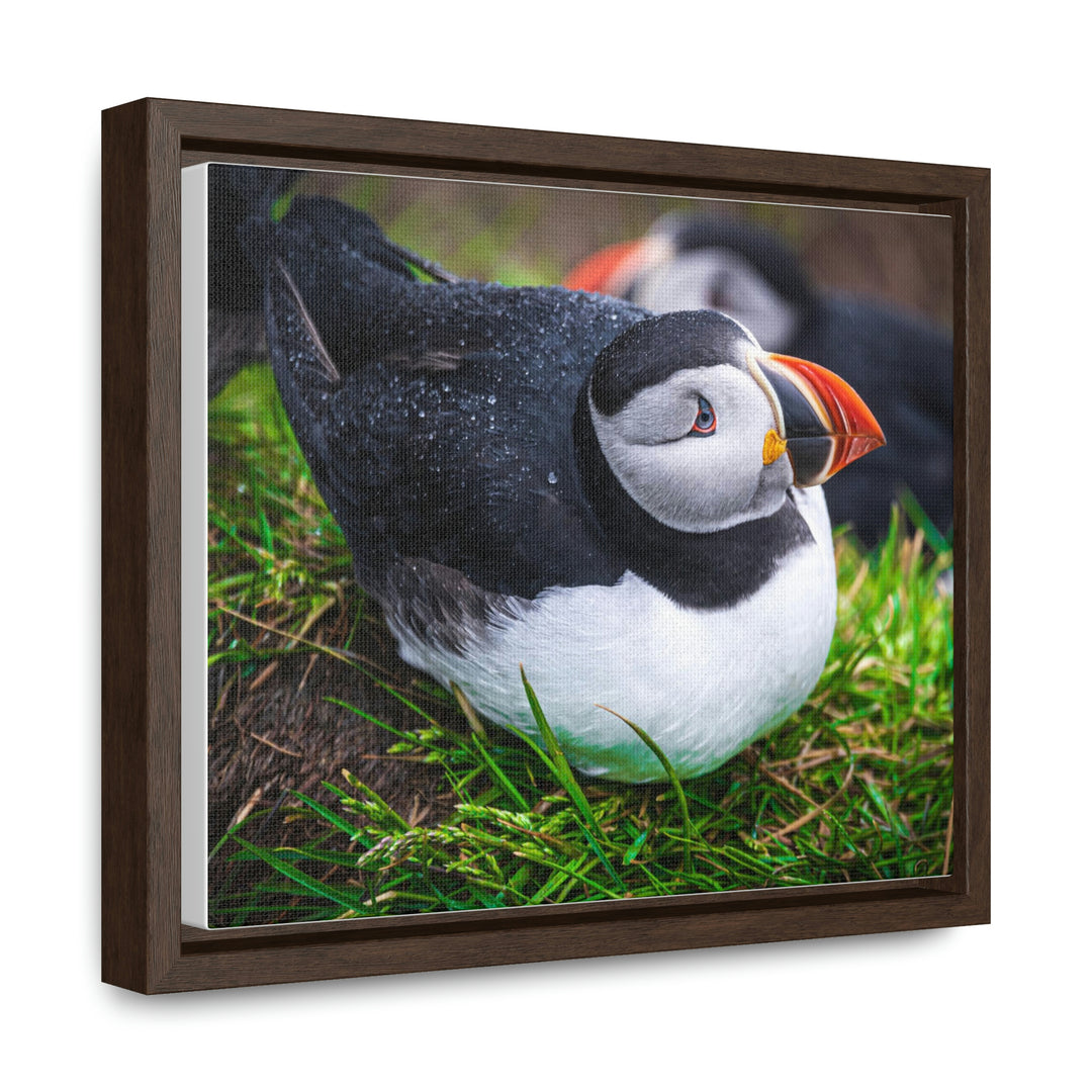 Resting Puffin - Canvas with Frame