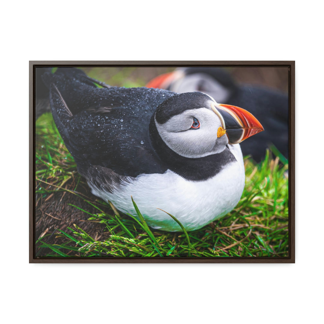 Resting Puffin - Canvas with Frame