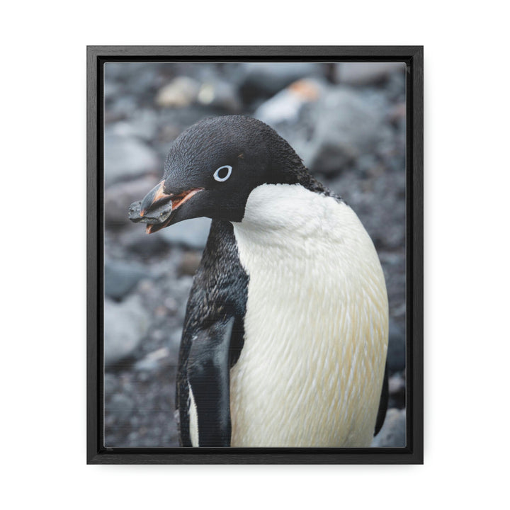 A Penguin's Pebble - Canvas with Frame