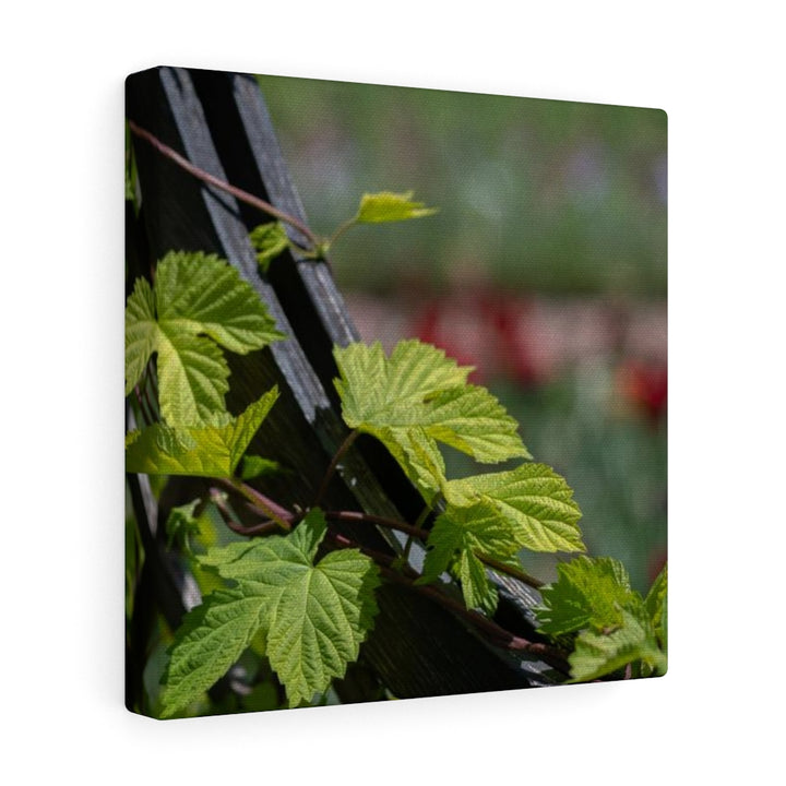 Ivy-Covered Fence - Canvas