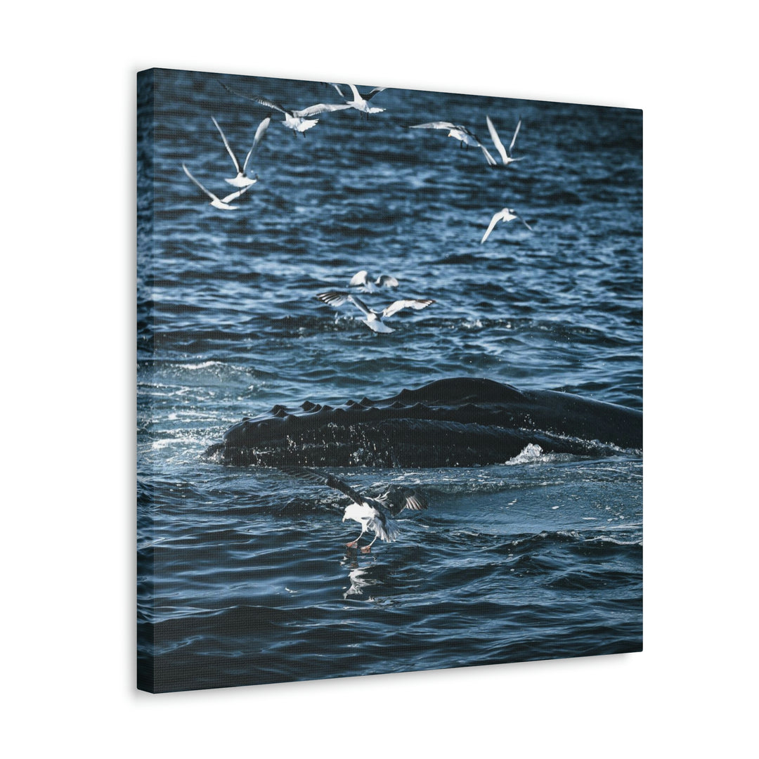 Humpback Hello - Canvas