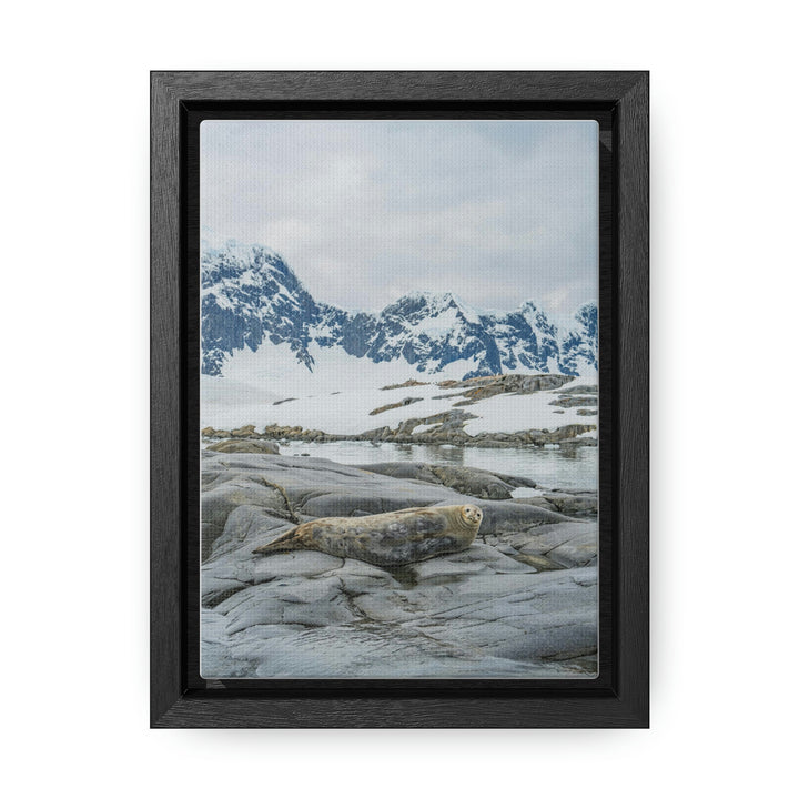 Weddell Relaxing - Canvas with Frame