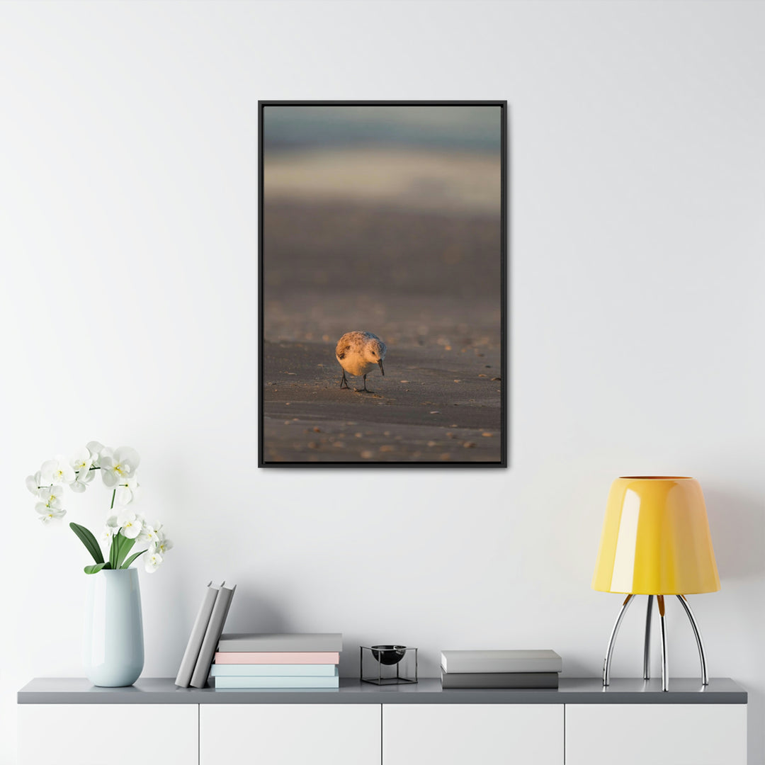 Feeding Sanderling - Canvas with Frame