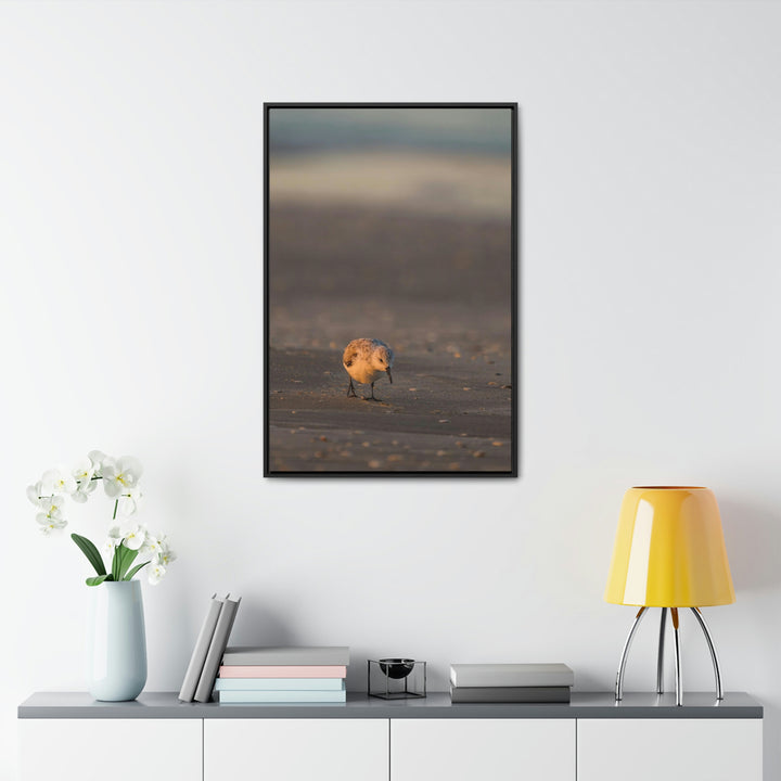 Feeding Sanderling - Canvas with Frame