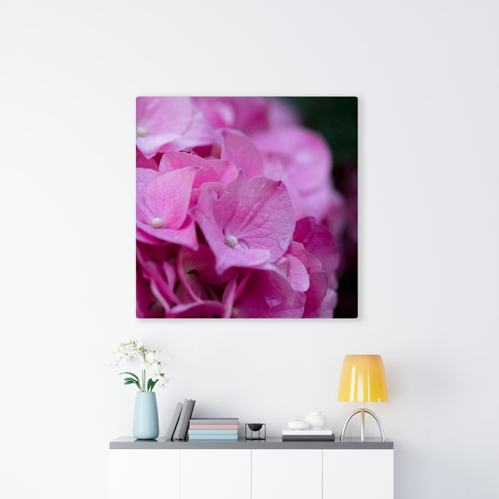 Pink Hydrangea Detail - Canvas