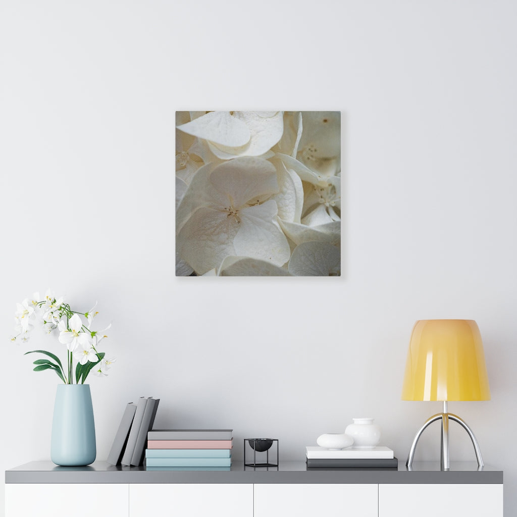 White Hydrangea Detail - Canvas