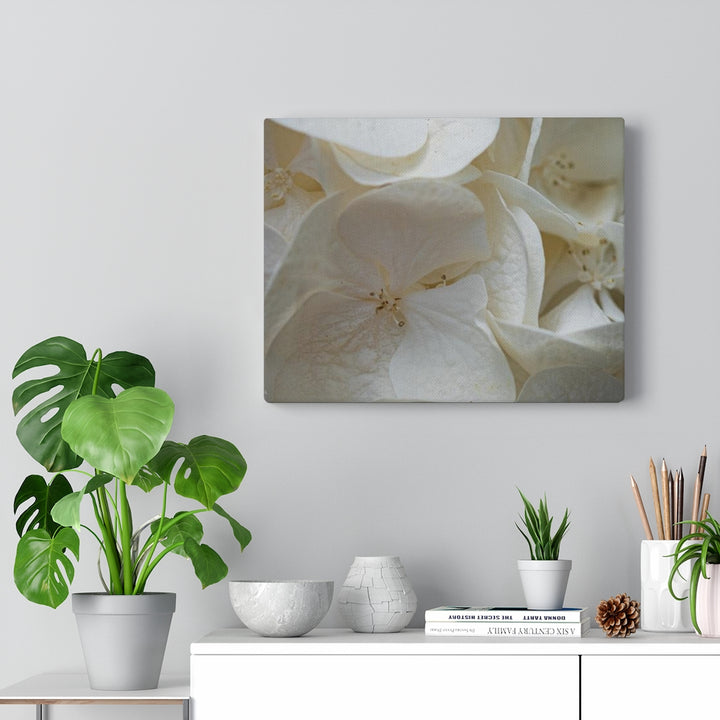 White Hydrangea Detail - Canvas