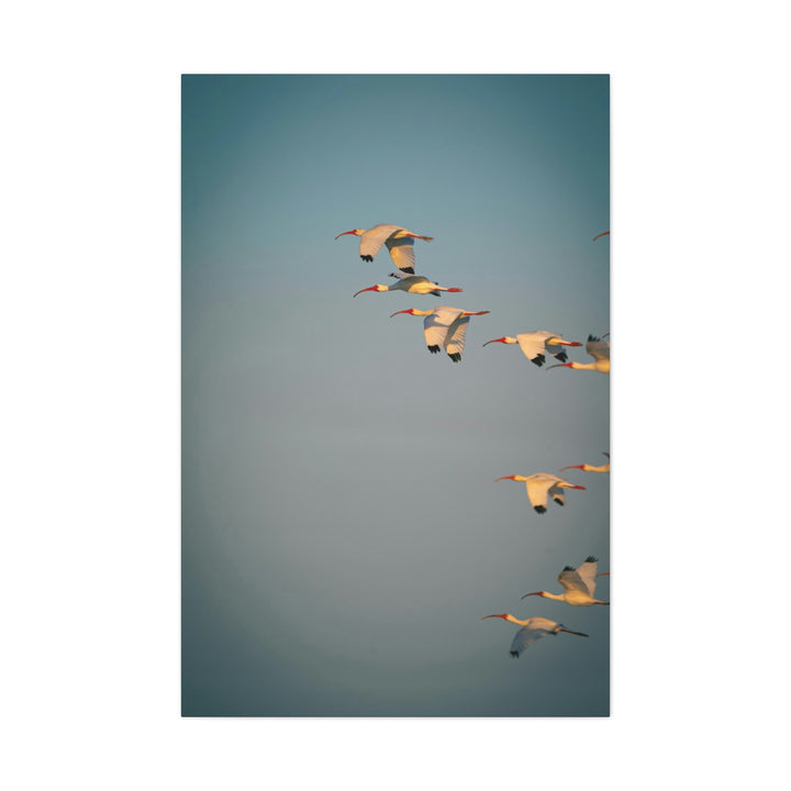 White Ibis in Flight - Canvas