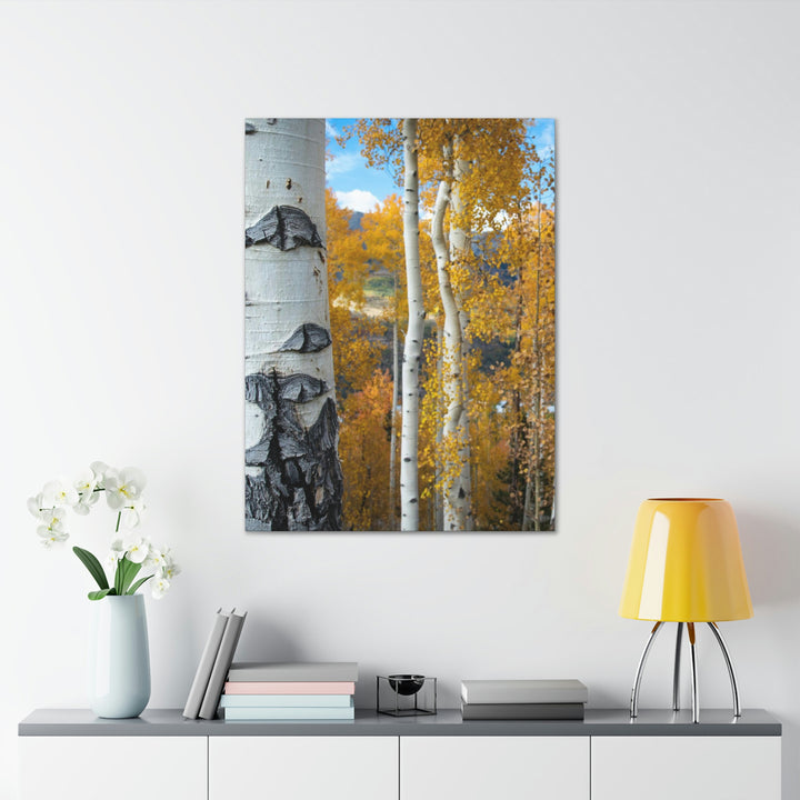 Aspens Changing - Canvas