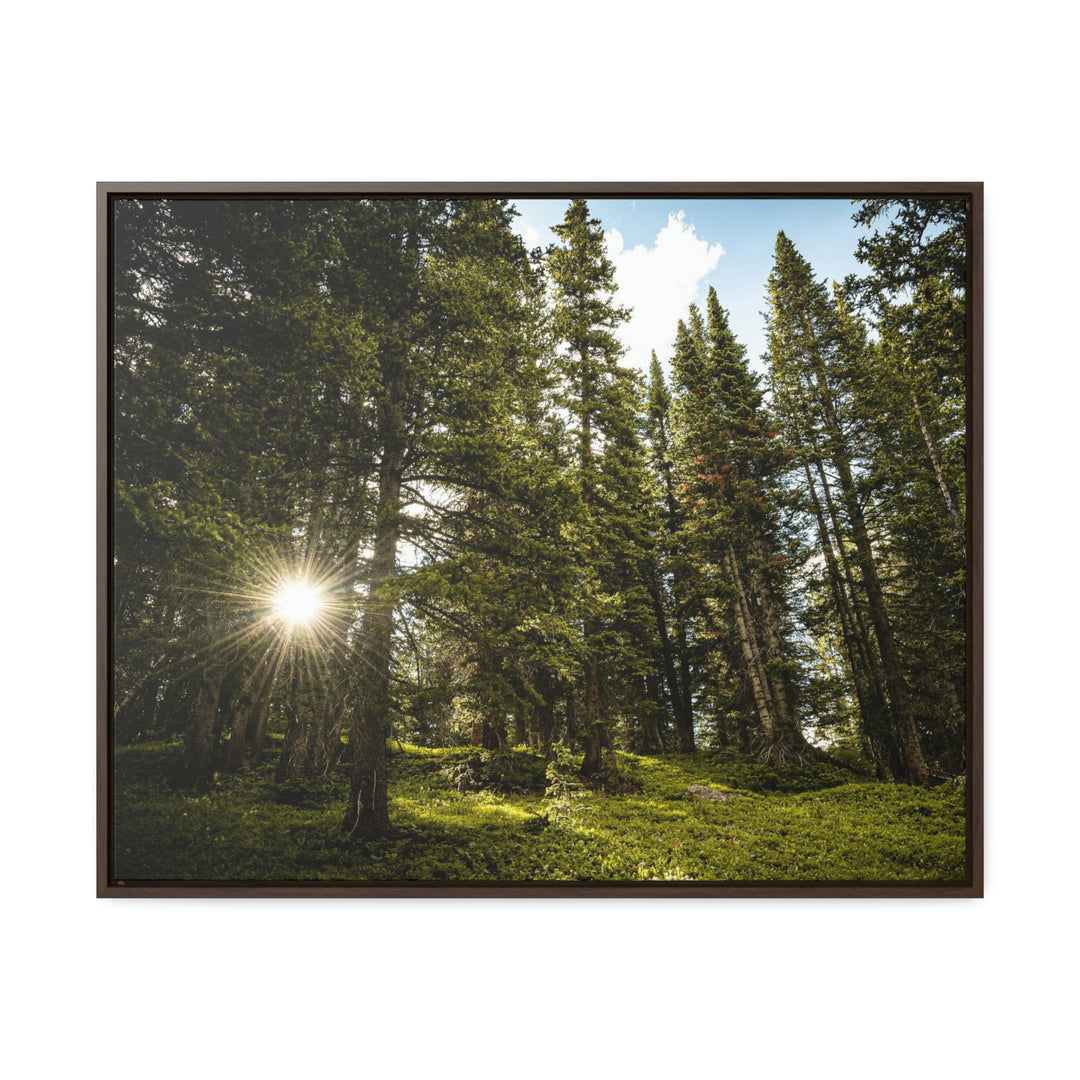 Forest Light - Canvas with Frame