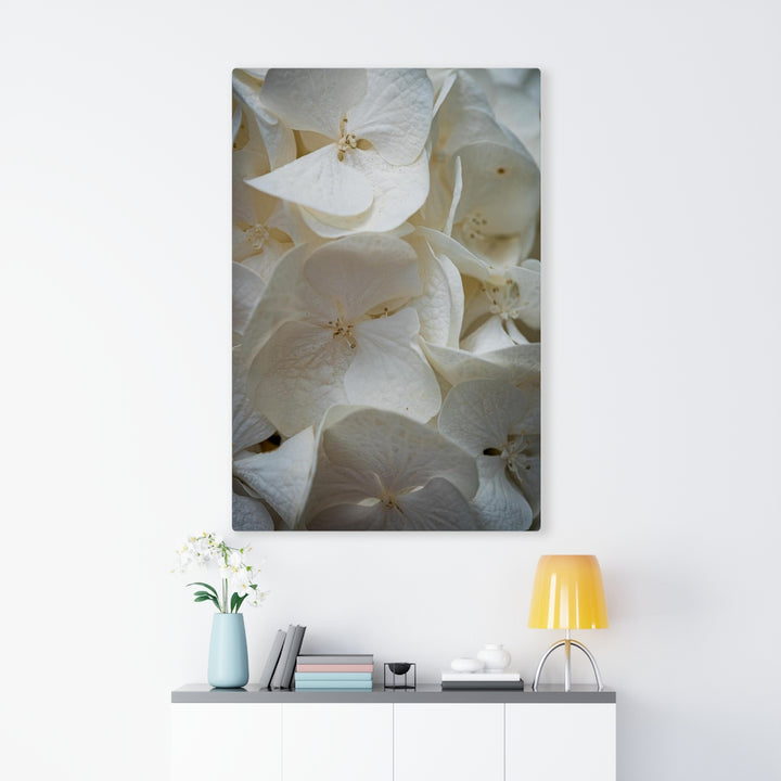 White Hydrangea Detail - Canvas