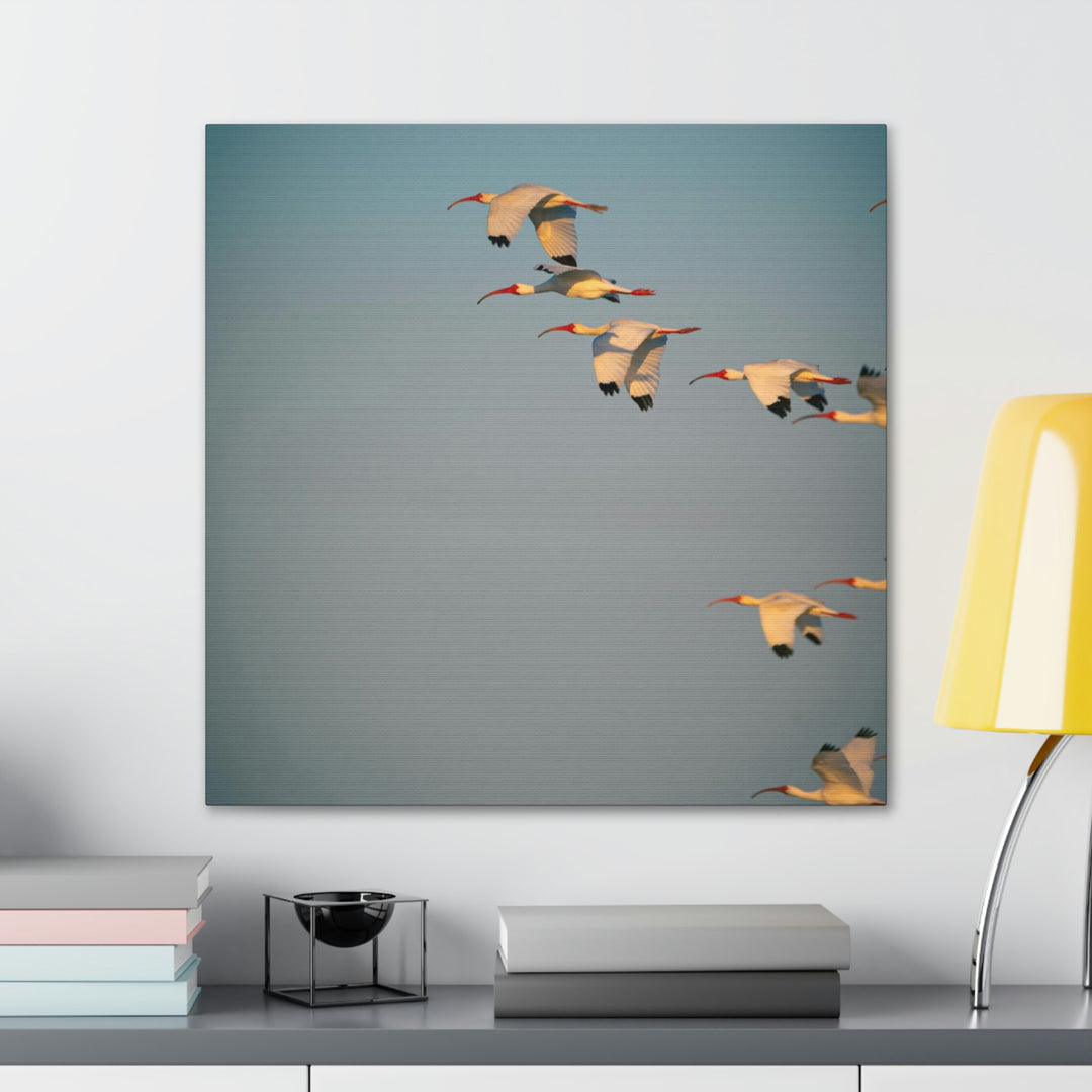 White Ibis in Flight - Canvas