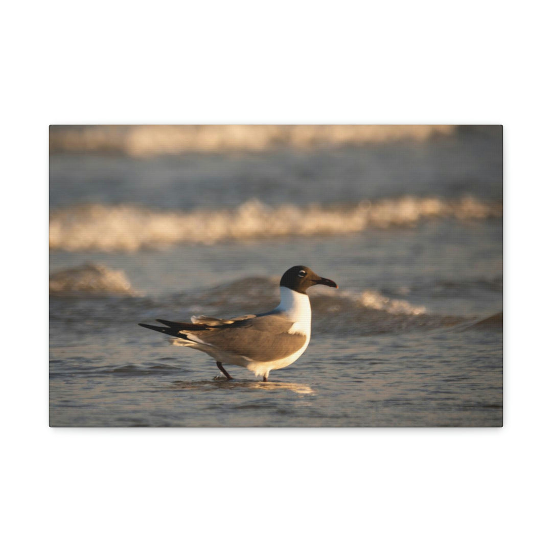 Laughing Gull in the Surf - Canvas