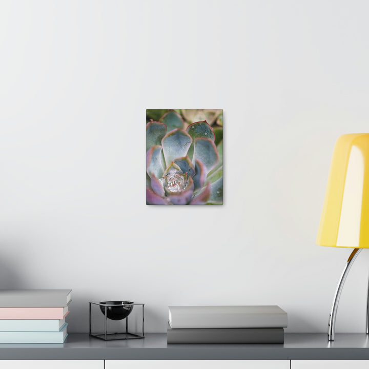 Stunning Succulent - Canvas