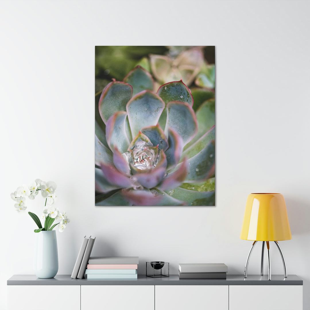 Stunning Succulent - Canvas