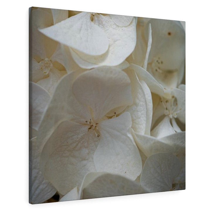 White Hydrangea Detail - Canvas