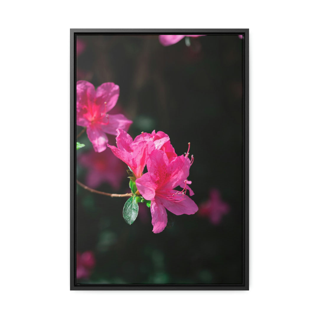 Standout Azalea - Canvas with Frame - Visiting This World