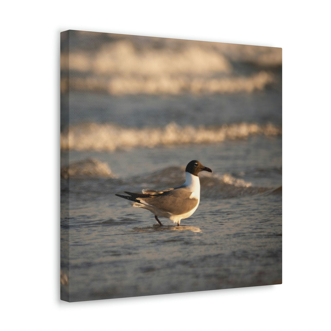 Laughing Gull in the Surf - Canvas