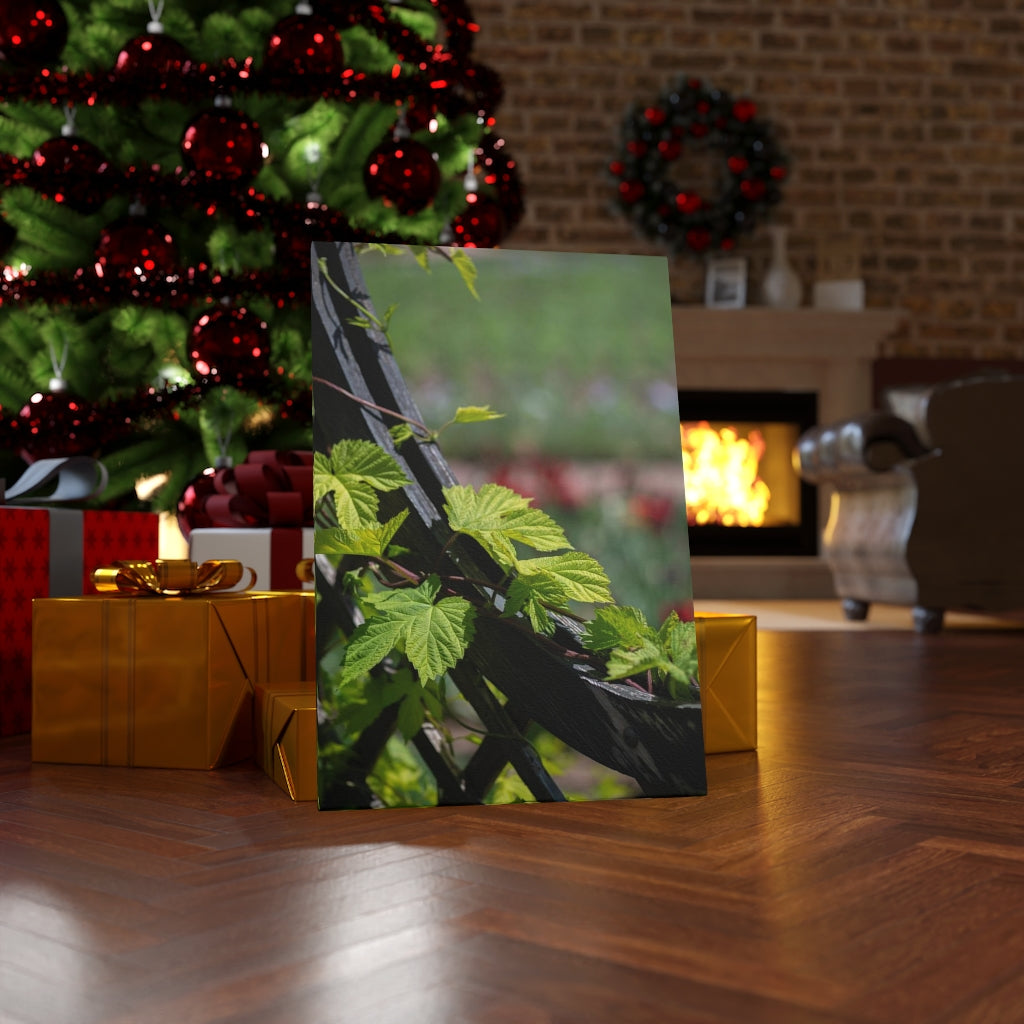 Ivy-Covered Fence - Canvas