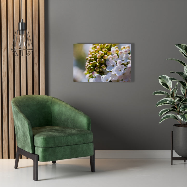 Mid-Bloom - Canvas