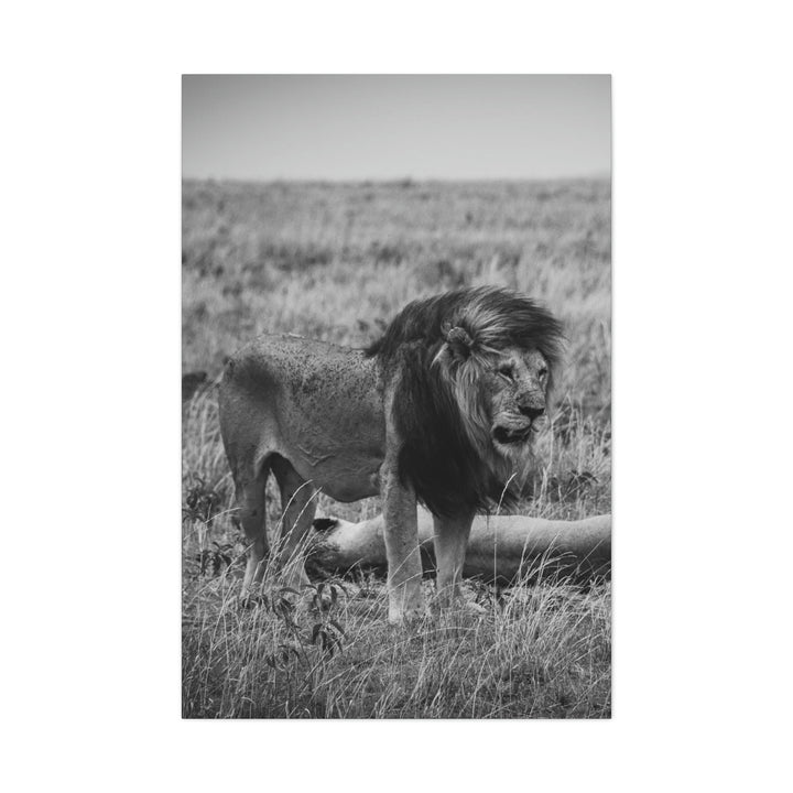 Mating Lions in Black and White - Canvas