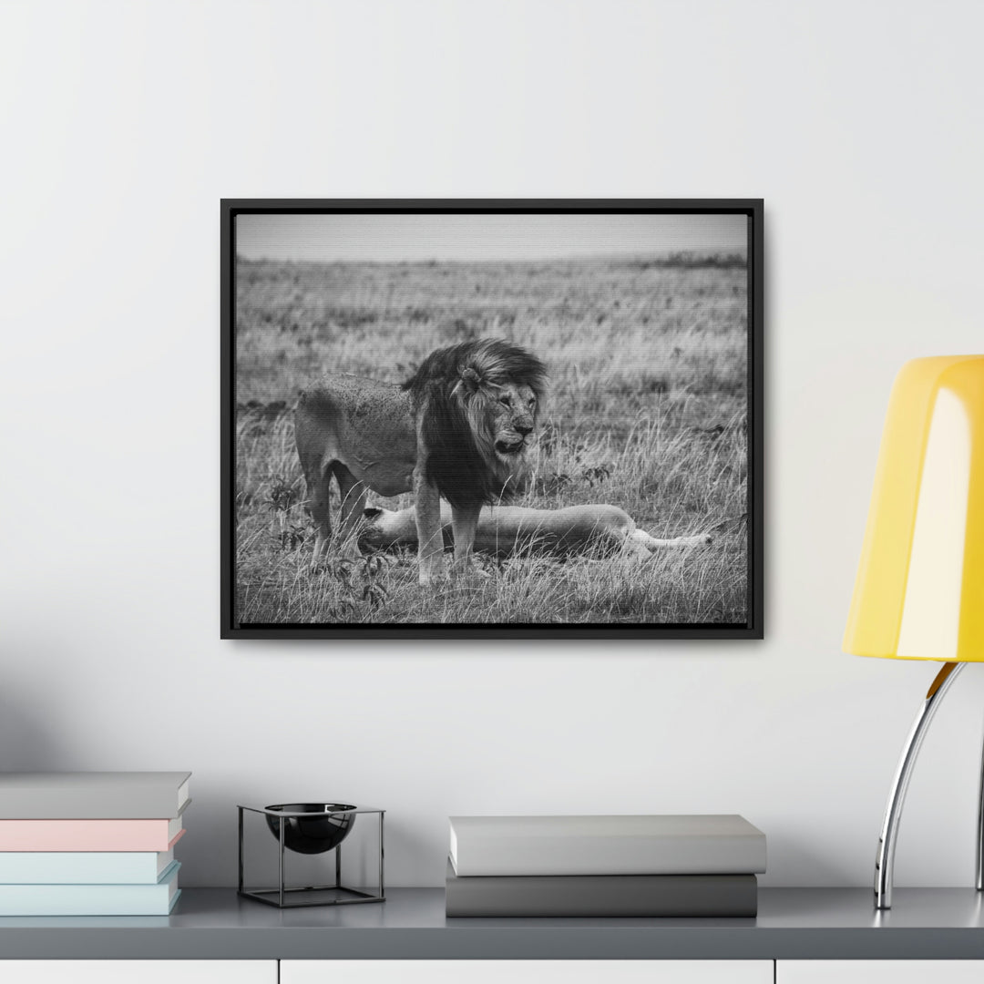 Mating Lions in Black and White - Canvas with Frame